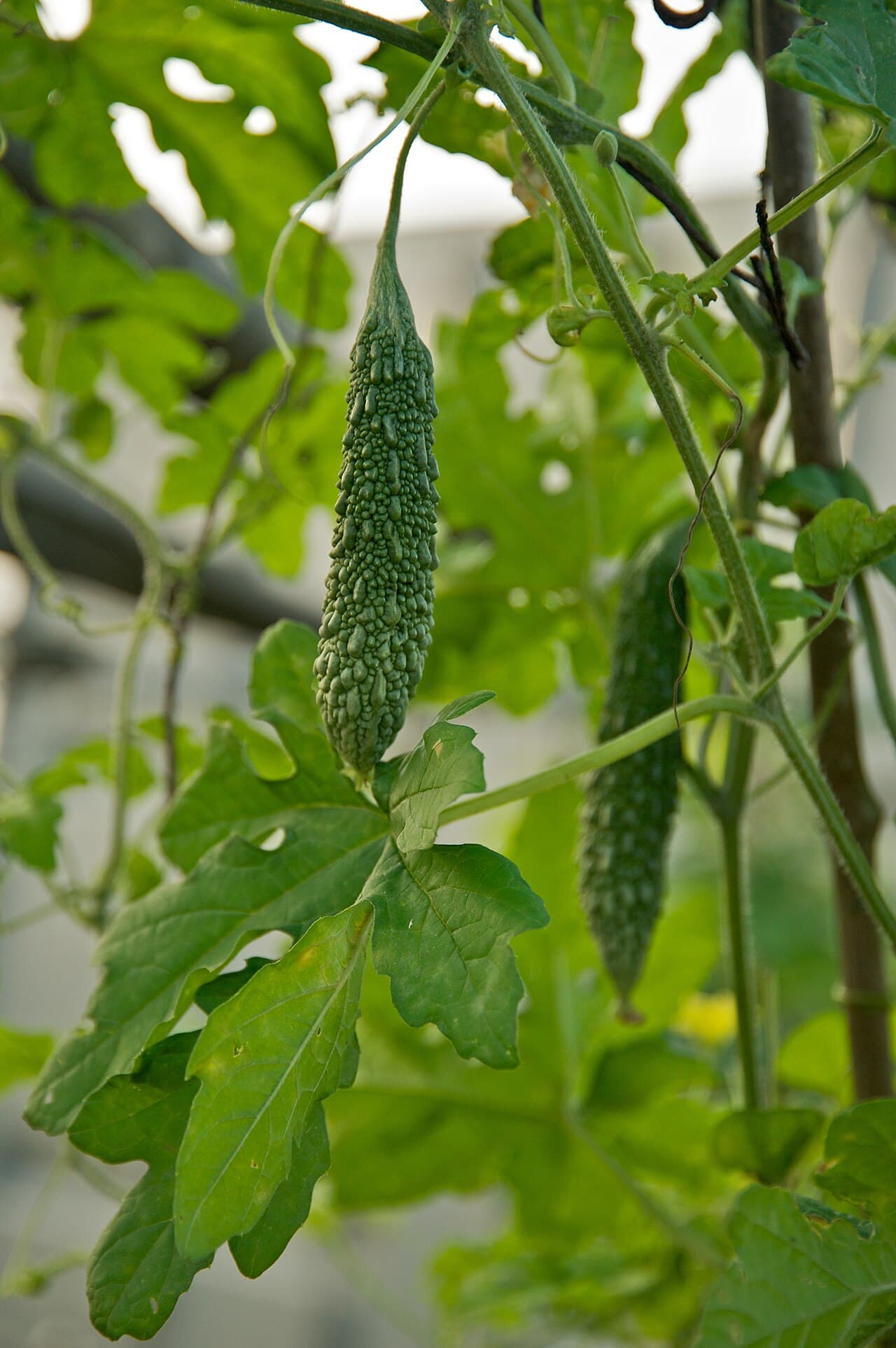 Bitter gourd