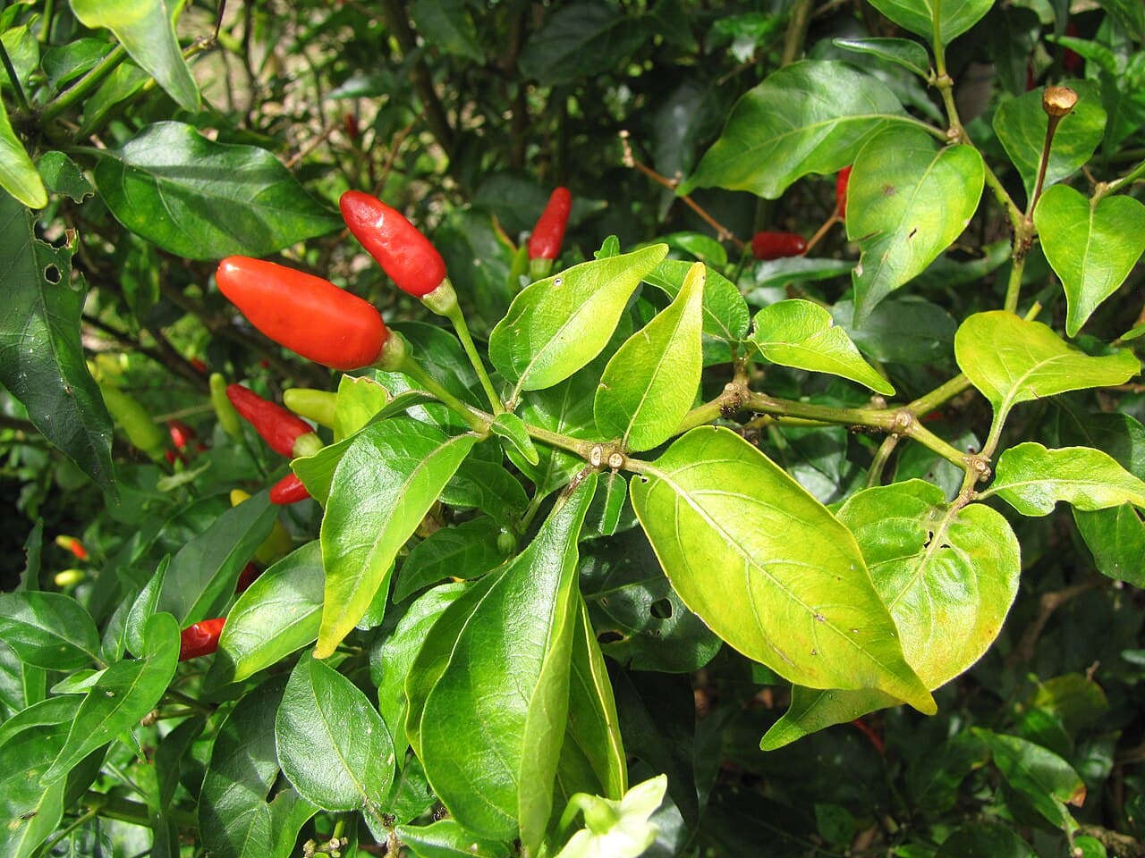 Chilli