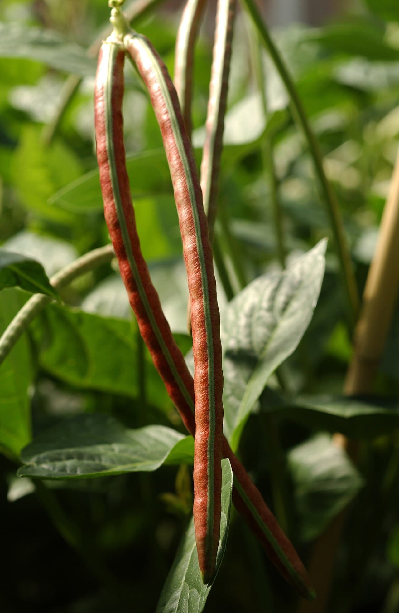 Cowpea