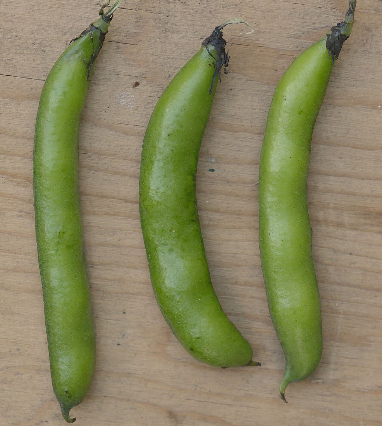 Fava bean