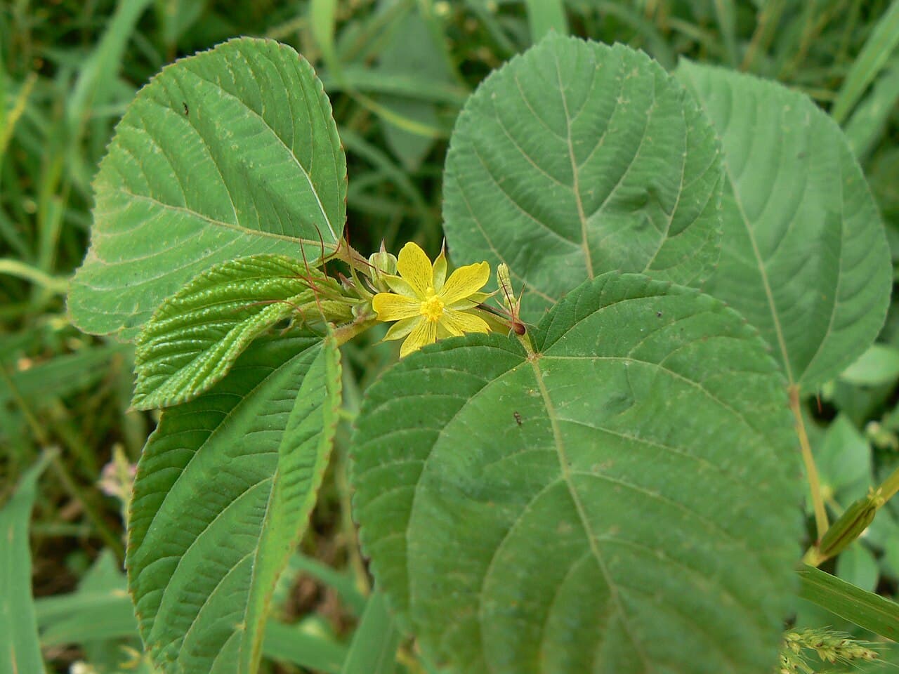 Molokhia